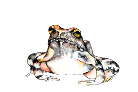 Greek stream frog, Rana graeca